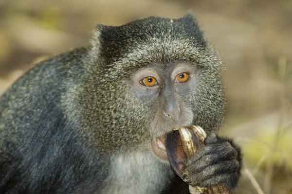 Mono Azul - parque nacional lago Manyara - Tanzania 3.jpg